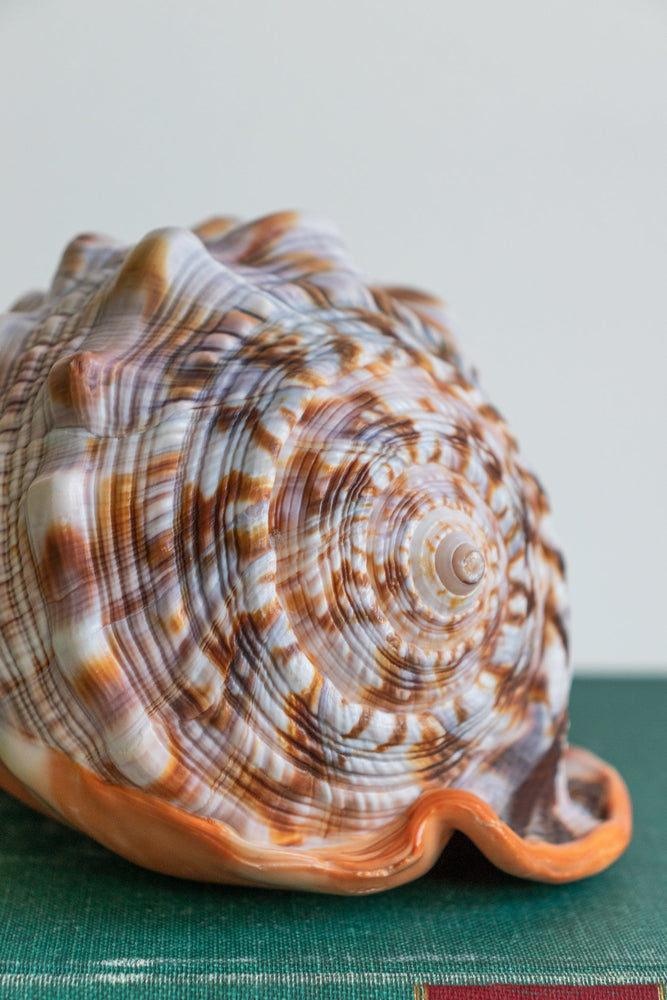 Bullmouth Shell (ONLINE ORDER ONLY)