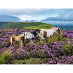 Wild Horses 2000 Piece Jigsaw Puzzle Ravensburger (ONLINE ORDER ONLY)