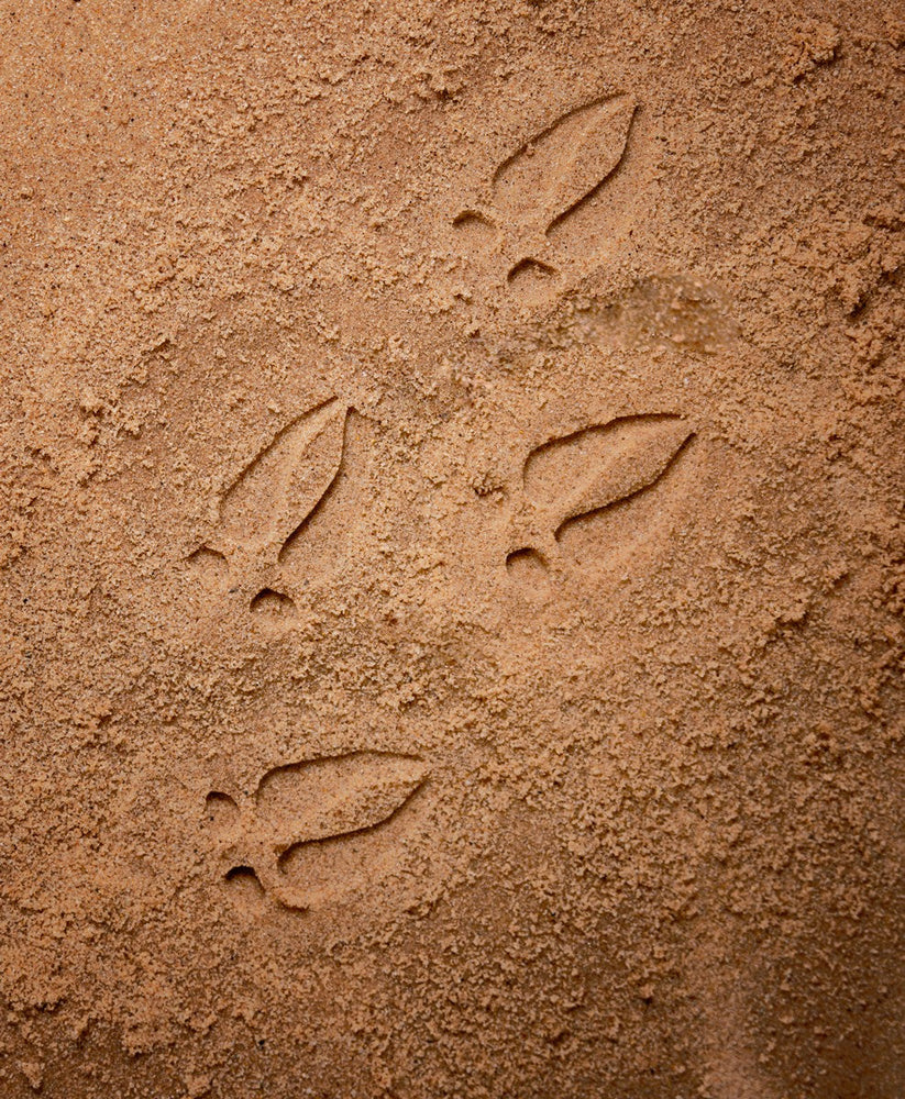 Animals & Footprints: Woodland Sensory Stones Set (ONLINE ORDER ONLY)