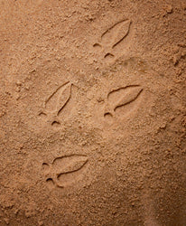 Animals & Footprints: Woodland Sensory Stones Set (ONLINE ORDER ONLY)