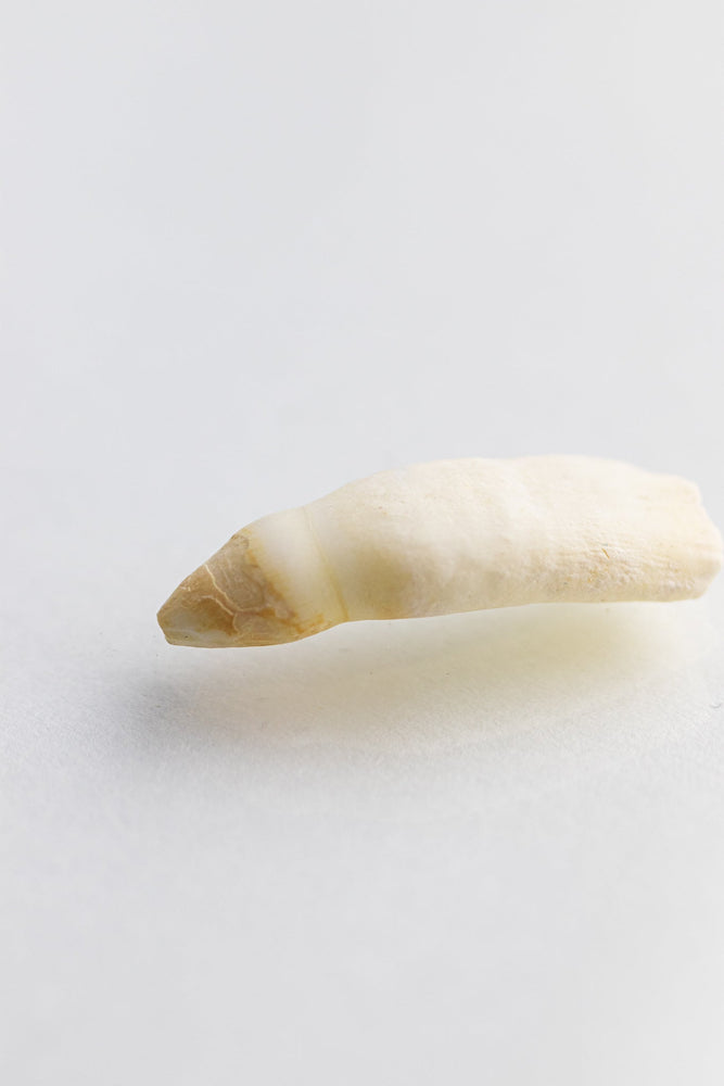 Alligator Tooth (ONLINE ORDER ONLY)