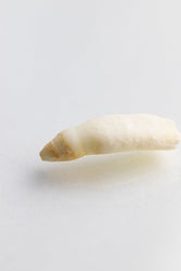Alligator Tooth (ONLINE ORDER ONLY)