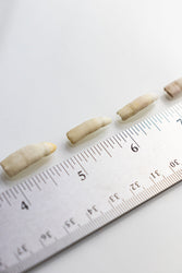Alligator Tooth (ONLINE ORDER ONLY)