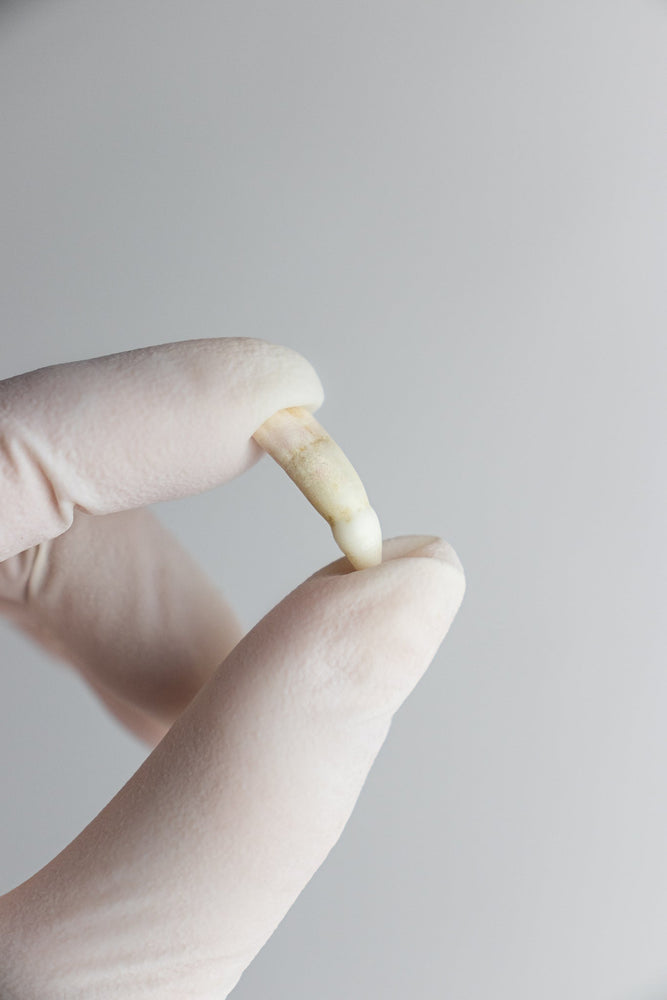 Alligator Tooth (ONLINE ORDER ONLY)