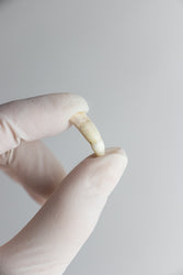 Alligator Tooth (ONLINE ORDER ONLY)