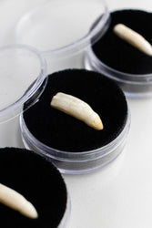 Alligator Tooth (ONLINE ORDER ONLY)