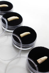 Alligator Tooth (ONLINE ORDER ONLY)