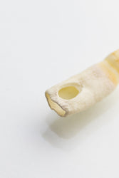 Alligator Tooth (ONLINE ORDER ONLY)