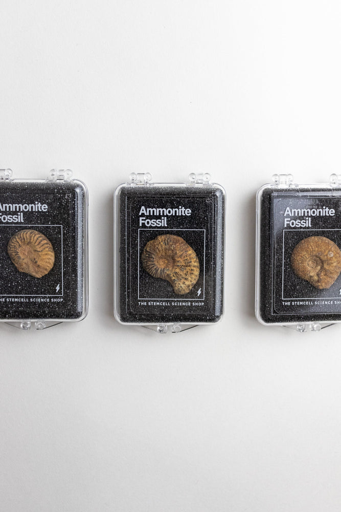 Ammonite Fossil (Online Order Only)