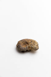 Ammonite Fossil (Online Order Only)