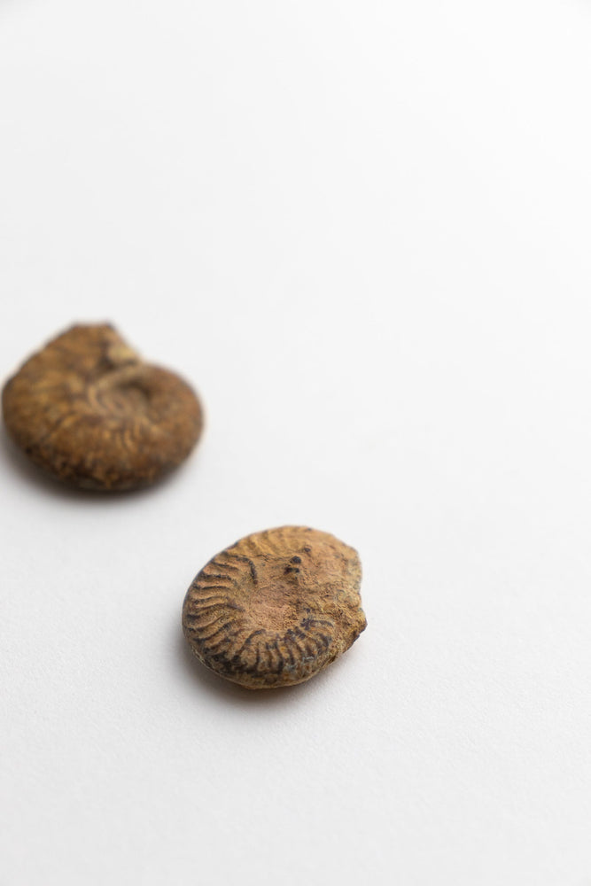 Ammonite Fossil (Online Order Only)