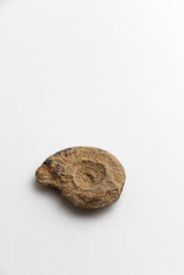 Ammonite Fossil (Online Order Only)
