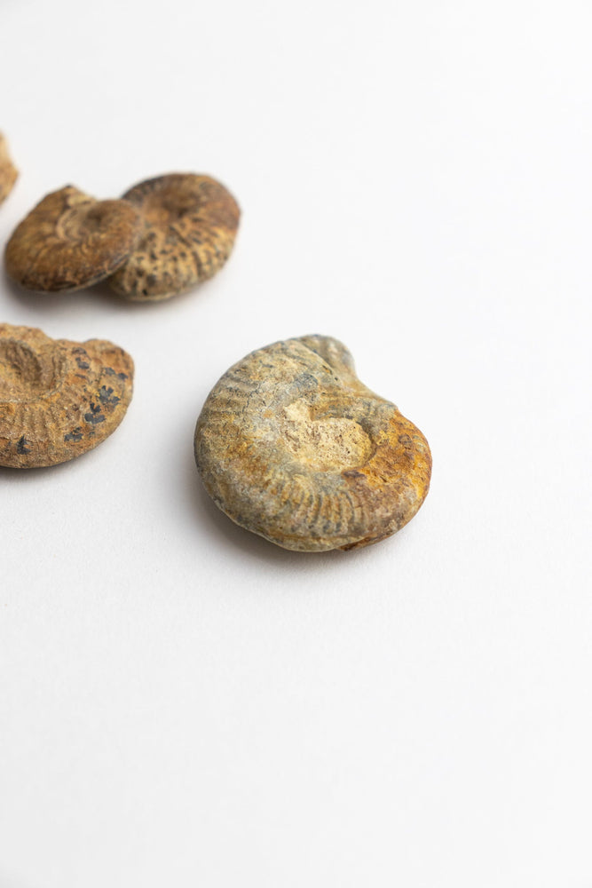 Ammonite Fossil (Online Order Only)