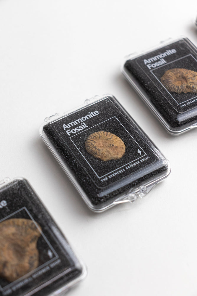 Ammonite Fossil (Online Order Only)
