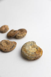 Ammonite Fossil (Online Order Only)