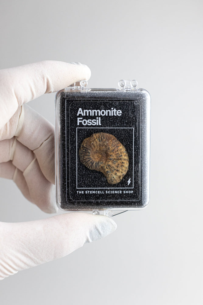Ammonite Fossil (Online Order Only)