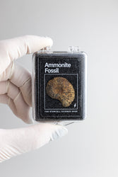 Ammonite Fossil (Online Order Only)
