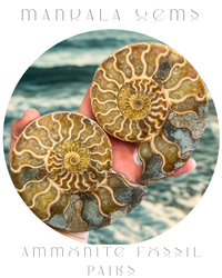 Polished Ammonite Pairs, Ethically Sourced Ammonite Halves