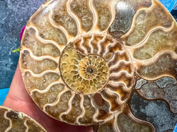 Polished Ammonite Pairs, Ethically Sourced Ammonite Halves