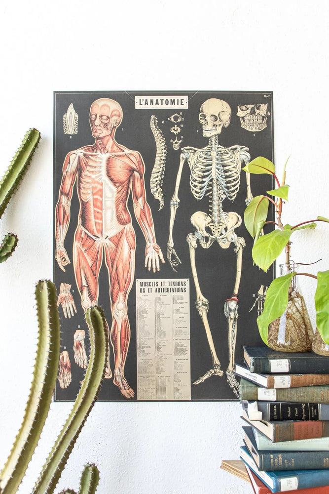 Anatomy Scientific Chart (Online Order Only)
