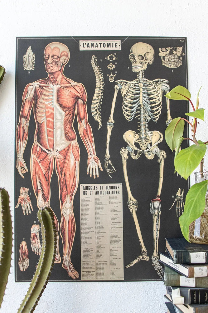 Anatomy Scientific Chart (Online Order Only)