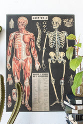 Anatomy Scientific Chart (Online Order Only)