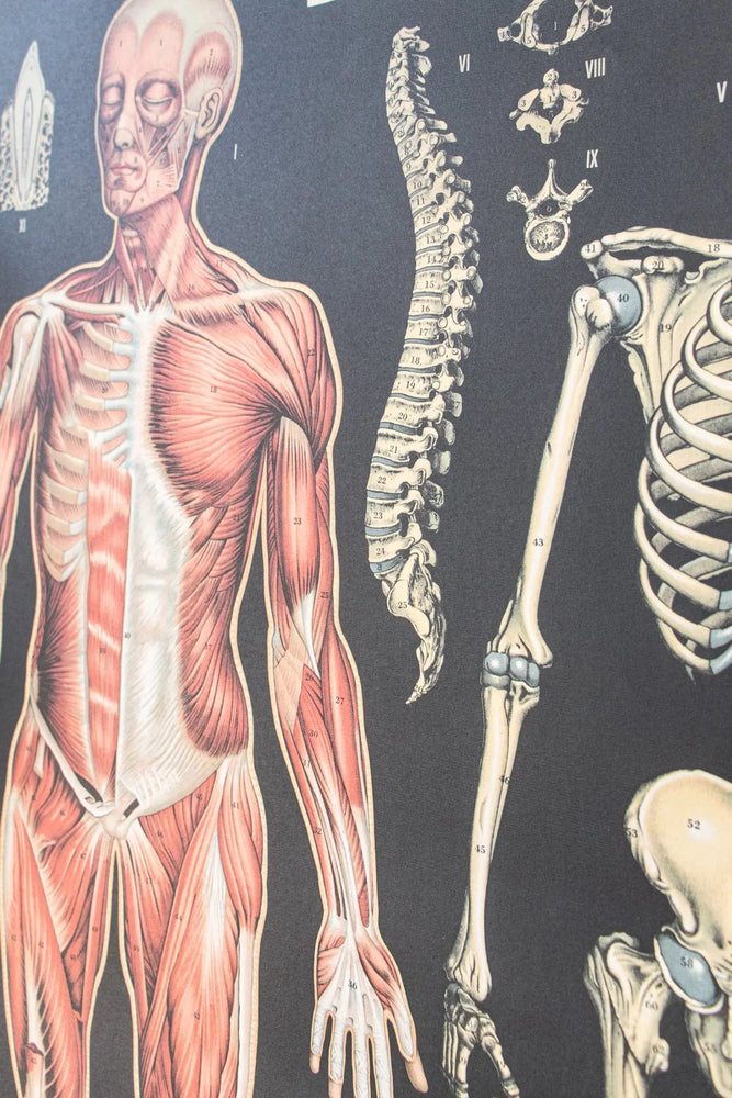 Anatomy Scientific Chart (Online Order Only)
