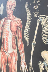 Anatomy Scientific Chart (Online Order Only)