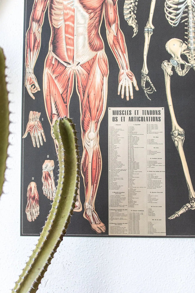 Anatomy Scientific Chart (Online Order Only)