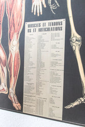 Anatomy Scientific Chart (Online Order Only)