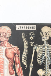 Anatomy Scientific Chart (Online Order Only)