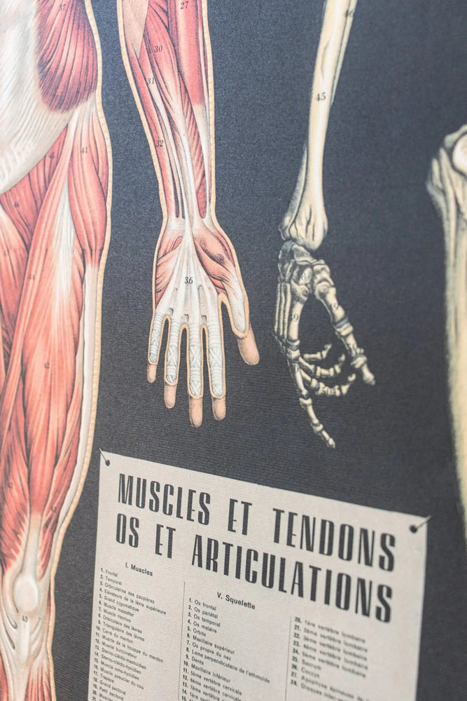 Anatomy Scientific Chart (Online Order Only)