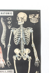 Anatomy Scientific Chart (Online Order Only)