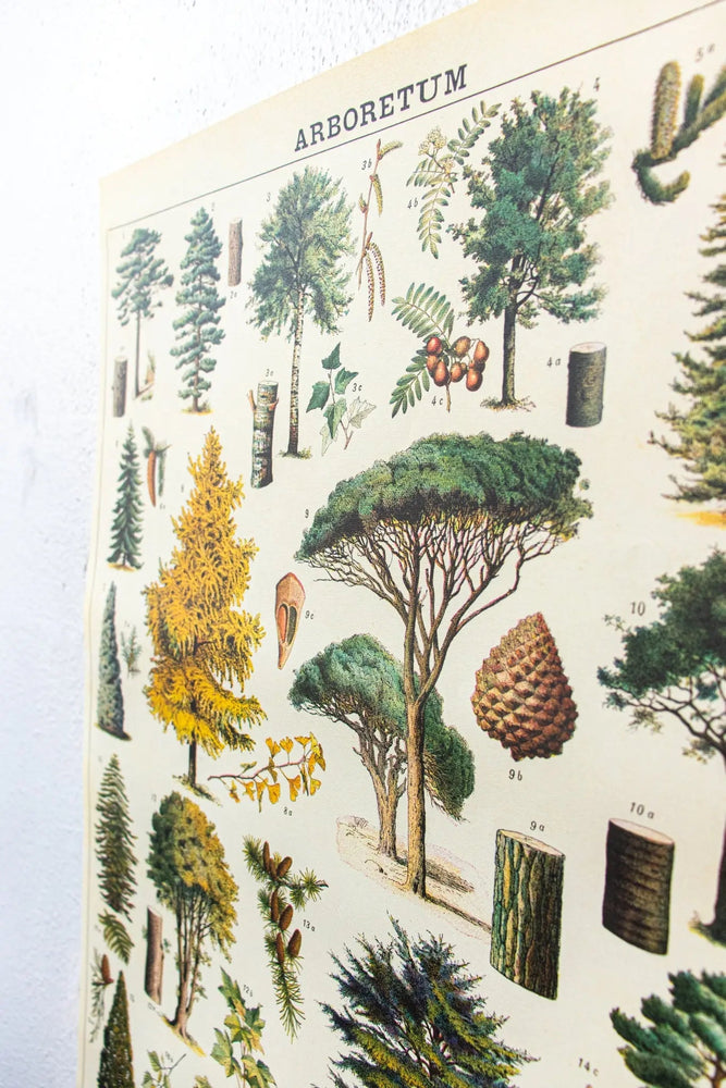 Arboretum Scientific Chart (ONLINE ORDER ONLY)