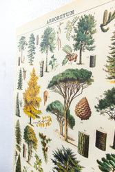 Arboretum Scientific Chart (ONLINE ORDER ONLY)
