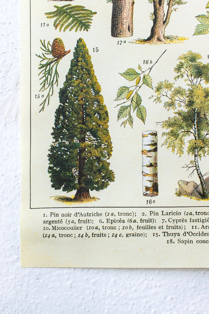 Arboretum Scientific Chart (ONLINE ORDER ONLY)