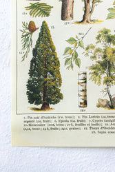 Arboretum Scientific Chart (ONLINE ORDER ONLY)