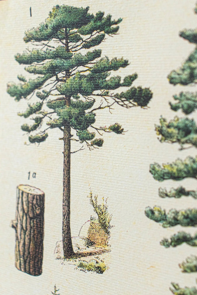 Arboretum Scientific Chart (ONLINE ORDER ONLY)