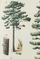 Arboretum Scientific Chart (ONLINE ORDER ONLY)