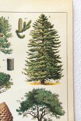Arboretum Scientific Chart (ONLINE ORDER ONLY)