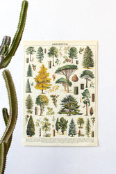 Arboretum Scientific Chart (ONLINE ORDER ONLY)