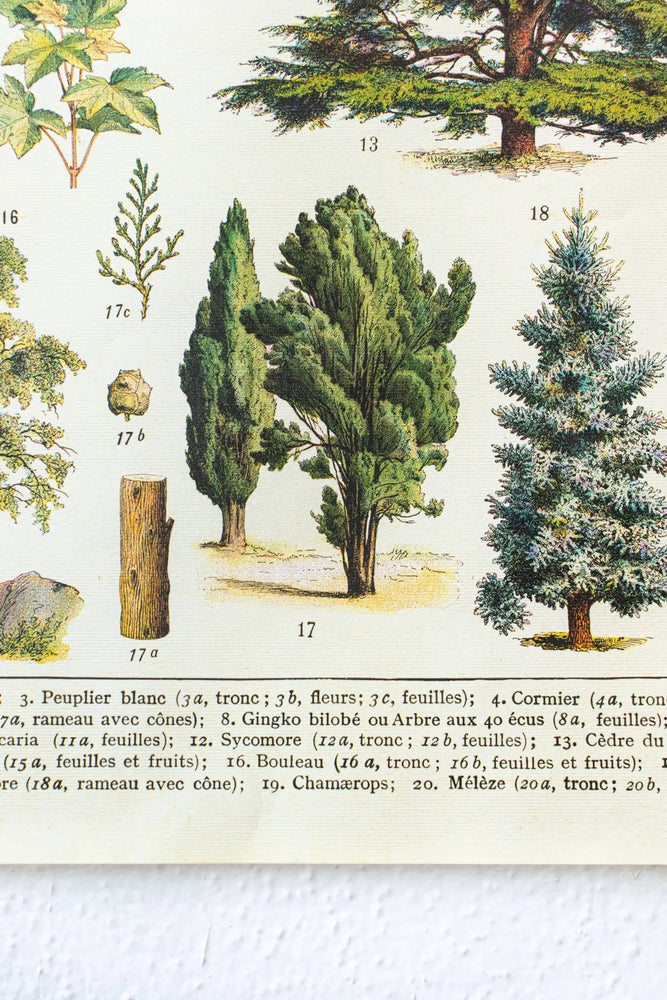 Arboretum Scientific Chart (ONLINE ORDER ONLY)