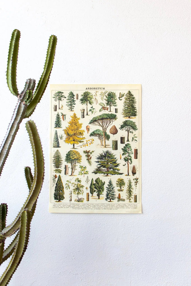 Arboretum Scientific Chart (ONLINE ORDER ONLY)