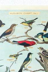 Audubon Birds Scientific Chart (ONLINE ORDER ONLY)