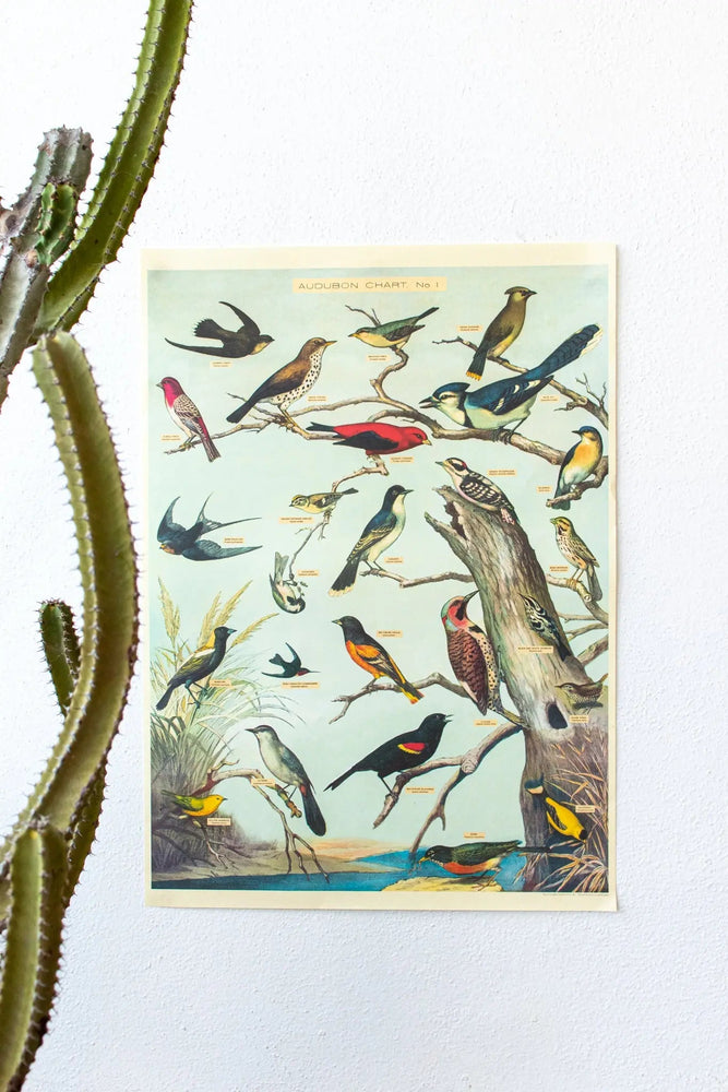 Audubon Birds Scientific Chart (ONLINE ORDER ONLY)