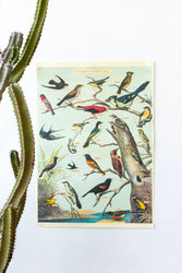 Audubon Birds Scientific Chart (ONLINE ORDER ONLY)