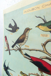 Audubon Birds Scientific Chart (ONLINE ORDER ONLY)