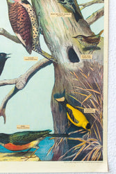 Audubon Birds Scientific Chart (ONLINE ORDER ONLY)