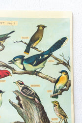 Audubon Birds Scientific Chart (ONLINE ORDER ONLY)