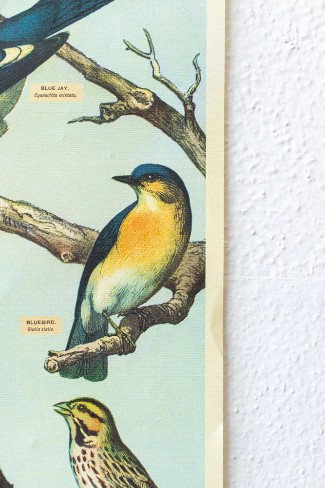 Audubon Birds Scientific Chart (ONLINE ORDER ONLY)